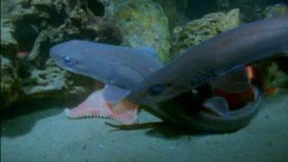 Filetail Catshark - Parmatus xaniurus