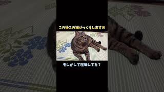 スマホから流れてる喧嘩音に驚く猫が面白い😹 #shorts