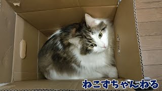 メインクーン「まる」　ダンボール箱めっちゃ好き♪　ねこずちゃんねる235 #猫 #ねこ #cat #大きい猫