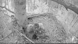 2017/05/21 03h40m Eurasian Eagle OWl~Bo brings a bird~