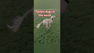 The Fastest dogs in the world  #dogs #facts