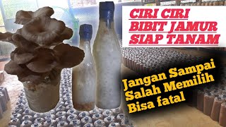 Ciri ciri bibit jamur yang bagus dan siap tanam