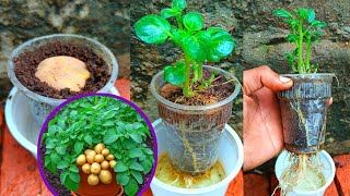 How to grow potato in plastic glass ✅