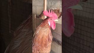 Adorable Rooster Crowing Sounds | Amazing Rooster Crowing Loudly | shorts🐓💕