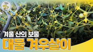 ‘겨울 산의 보물’ ＜겨우살이＞를 찾아서! [생활의 발견] | KBS 240122 방송