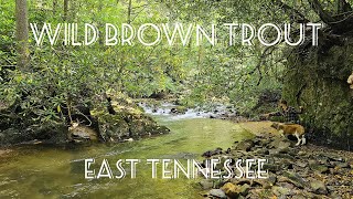 East Tennessee Late Summer Brown Trout with DrewLooknFishy!