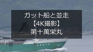 ガット船と並走【4K撮影】第十萬栄丸