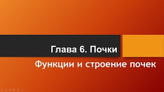 Физиология. Глава 6. Почки. Функции и строение почек