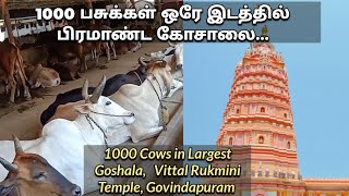 ஆயிரம் பசுக்கள் ஒரே இடத்தில் உள்ள பிரமாண்ட கோசாலை| Vittal Rukmini Samsthan Temple |Gokulam Goshala