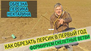 Обрезка персика и нектарина в 1 год. Правильно формируем ветви персика.