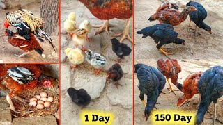 Growth of 6 Aseel chicks from 1 day to 5 months - part II