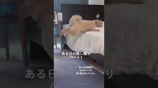 飛べない犬はただの犬#犬のいる暮らし #パピー犬 #ビションフリーゼ#トイプードル#ビションプー #ビショプー