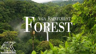 Asia Forest 4K Ultra HD • Stunning Footage Rainforest Jungle | Relaxation Film with Calming Music