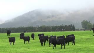 Black cows.Чёрные коровы. Новая Зеландия.