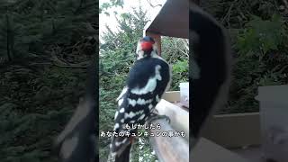 キュンキュン言ってるアカゲラさん#アカゲラ#キュンキュン#北海道野鳥LIVE#birdwatching#birdfeeder#野鳥観察#定点観測#北海道#hokkaido