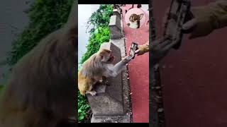 💥😀 டேய் என்னடா இது மாத்து #funny #animallife #funnypet #comedy #funnyanimal