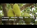 কাঁঠাল নিয়ে অজানা সব তথ্য কাঁঠালে কেন জাতীয় ফল