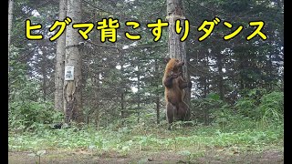 ヒグマ背こすりダンス　色の薄いヒグマバージョン　Brown Bear Trail camera　Hunting camera　北海道ヒグマチャンネル　ヒグマ　羆