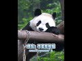 🐼大熊貓金宵：我可不是和花！我家可是開銀行的~ | 保安大叔：“不是見到大熊貓就都是花花！” #shorts #大熊猫金宵