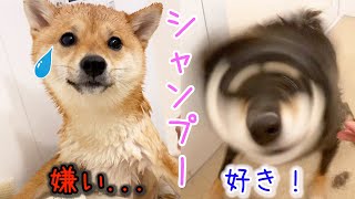 【絶叫】そんなに泣く？多頭飼いの地獄シャンプー