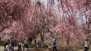 奈良　天空の庭・高見の郷のしだれ桜