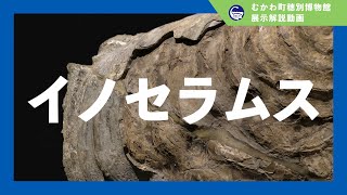 【イノセラムス】穂別博物館展示解説動画