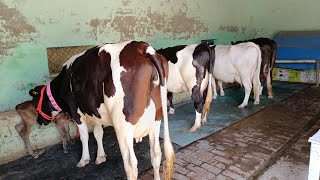 7 Cows for Sale, 7 ਪਸ਼ੂ ਵਿਕਾਊ