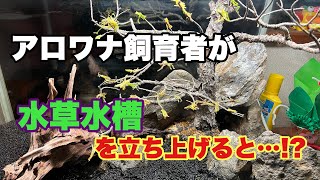 アロワナ飼育者が水草水槽立ち上げると…