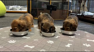 【子犬】ダックスの3つ子　生後47日　並んでごはん 後ろ姿もかわいい