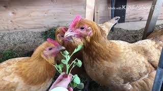 平飼い鶏　もぐもぐタイム　食事　自然農法畑　名古屋コーチン　ボリスブラウン