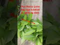 nadaanan kulang ang mga bulaklak lak guys lakad lakad si nanay loren flowers viralvideo