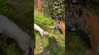 Love between Athena the tigress and Lady the chihuaua ❤️ #lions #tigres #whitetiger #babytiger