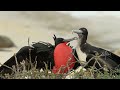 frigate bird courtship galapagos 🌎 🇪🇨 wild travel robert e fuller