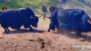 Amazing Yak fighting inside Tibet!!! 👍👍👍👍👍🤜🏽🤛🏽🔥🔥🔥🦬😱😱😱