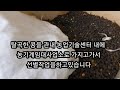 신품종서리태 청자콩5호의 수확장면과 특성분석