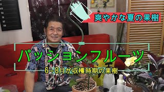 【夏の果樹】夏の爽やかパッションフルーツを育てよう！