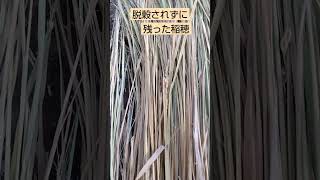 脱穀されずに、いくらか稲穂が残る。気がつけば、外してもう一度脱穀機へ