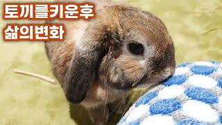 반려동물 토끼를 키우고 난 뒤 바뀐 나의 일상 6가지 / Six Things That Changed my life After Raising a Pet Rabbit