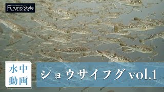 【水中動画】ショウサイフグ vol.1