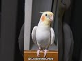 cute cockatiel singing and dancing unleashing cockatiels craze