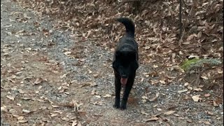 당신이 시고르자브종을 감당 못하는 이유🐶🐕😆 깨방정 강아지