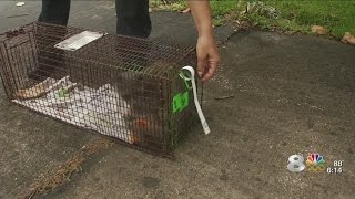 Is trap-neuter-release a humane program?