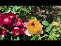 58 alice in wonderland and roses at the new york botanical garden new york city 4k uhd video