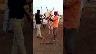 Kamaladinni dali || ಒಂಟಗೋಡಿ ರಾಮ್.🚩 #trending #bull #bailagada #farming #videoviral #like #sucbcribe