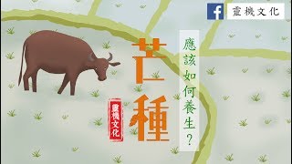 【二十四節氣】芒種熱力逼人! 應該如何正確養生?