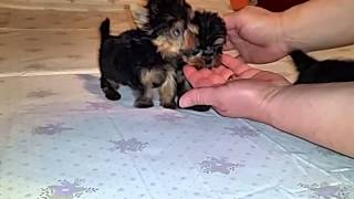 Yorkshire Terrier Extra Mini Toy