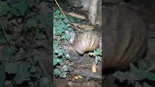 Village Snail/Slug #villageanimals #shorts #animals #foryou