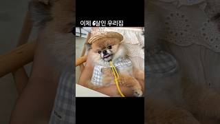 우리집 지킴이 누렁이를 미소를 소개합니다. #포메라니안 #막내딸 #누렁이 #스마일 #미소 #shorts