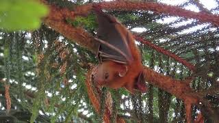 Short-Nosed Fruit Bat