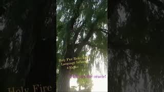 Healing with Nature! Holy Fire® Reiki/Light Language Infused! #shorts